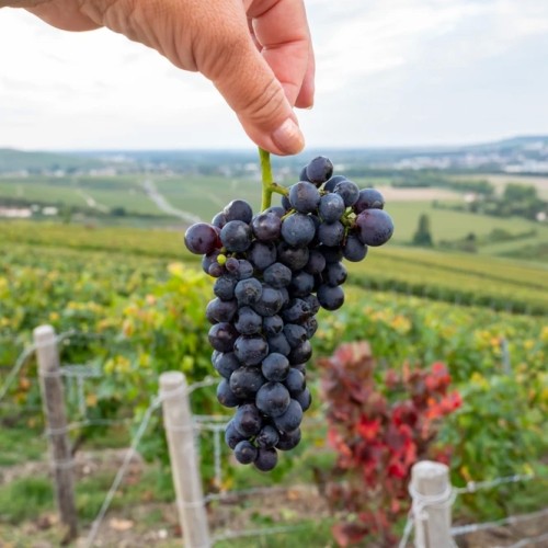 Выходные гедониста: дегустационный тур по винодельням Новороссийска