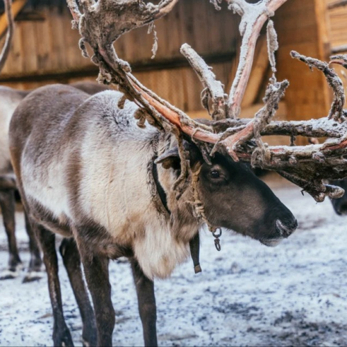 Арктические приключения: морская прогулка в поисках китов, Териберка и этническая деревня