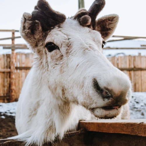 За атмосферой Арктики: тур из Мурманска в Териберку с дегустацией и прогулками по главным местам