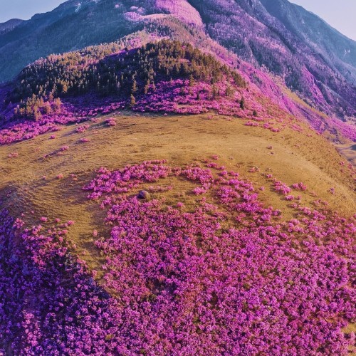 Лиловый наряд Алтая: путешествие по знаковым локациям и цветение маральника