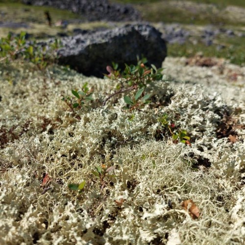 Активный тур на Кольский: Мурманск, Териберка, Хибины и полуострова Рыбачий и Средний