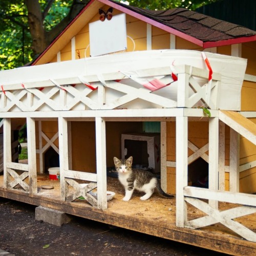 На майские в город кошек: выходные в Зеленоградске с прогулкой по Калининграду и Кушской косе