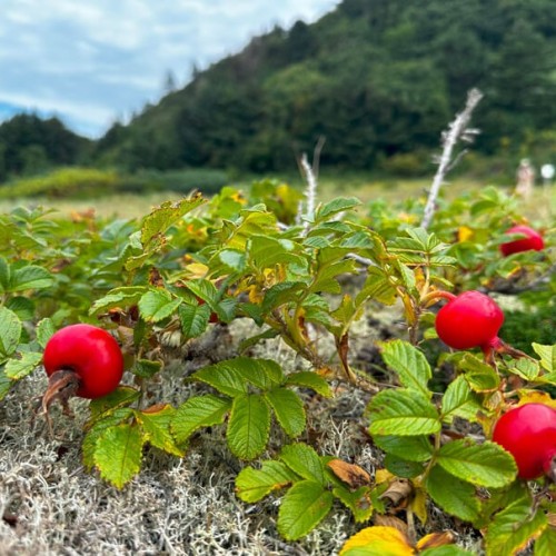Сахалин, Кунашир и Шикотан: 2 недели на краю света