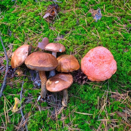 Семейный треккинг в Дигории с размещением в гостинице