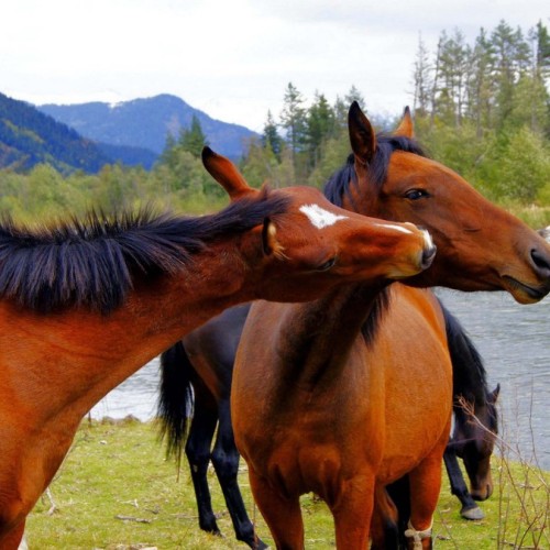 Отдых на водах: спа-тур на Кавказ с купанием в термах и отелем 4*. Домбай, Эльбрус и города КМВ