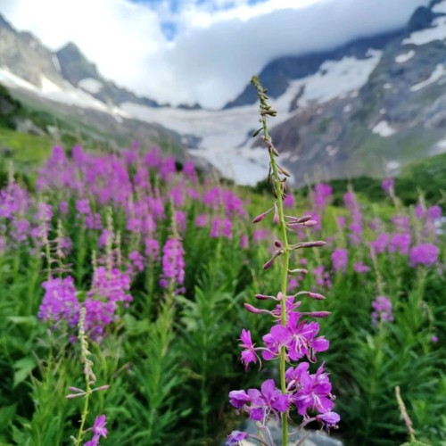 Лёгкий треккинг в горах Домбая с комфортом